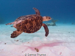 Turtle in Brac by Demos Thanos 